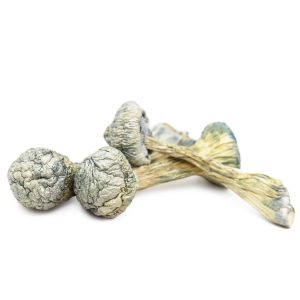 ALBINO-TREASURE-COAST